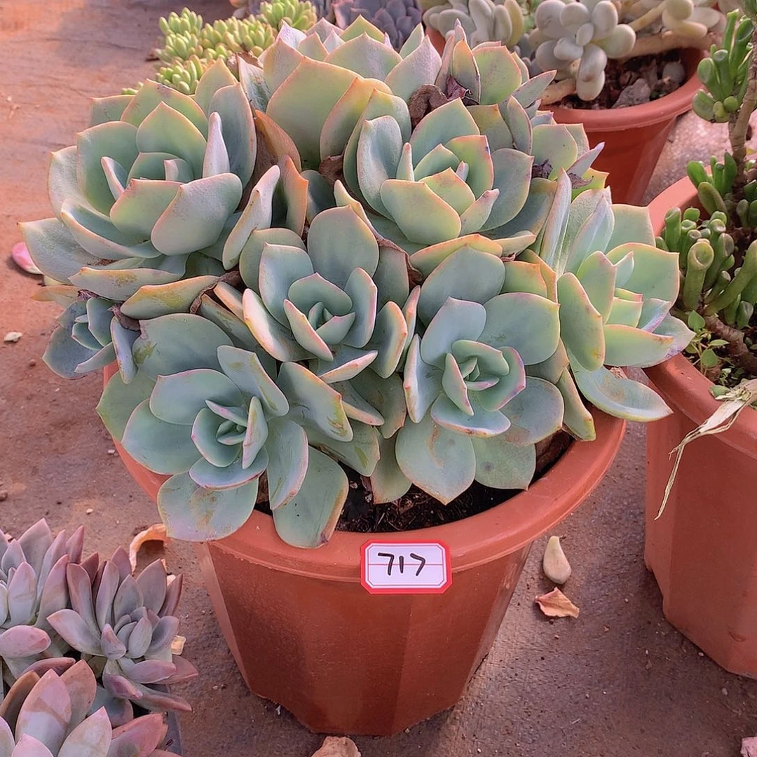 717白凤一物一拍多肉