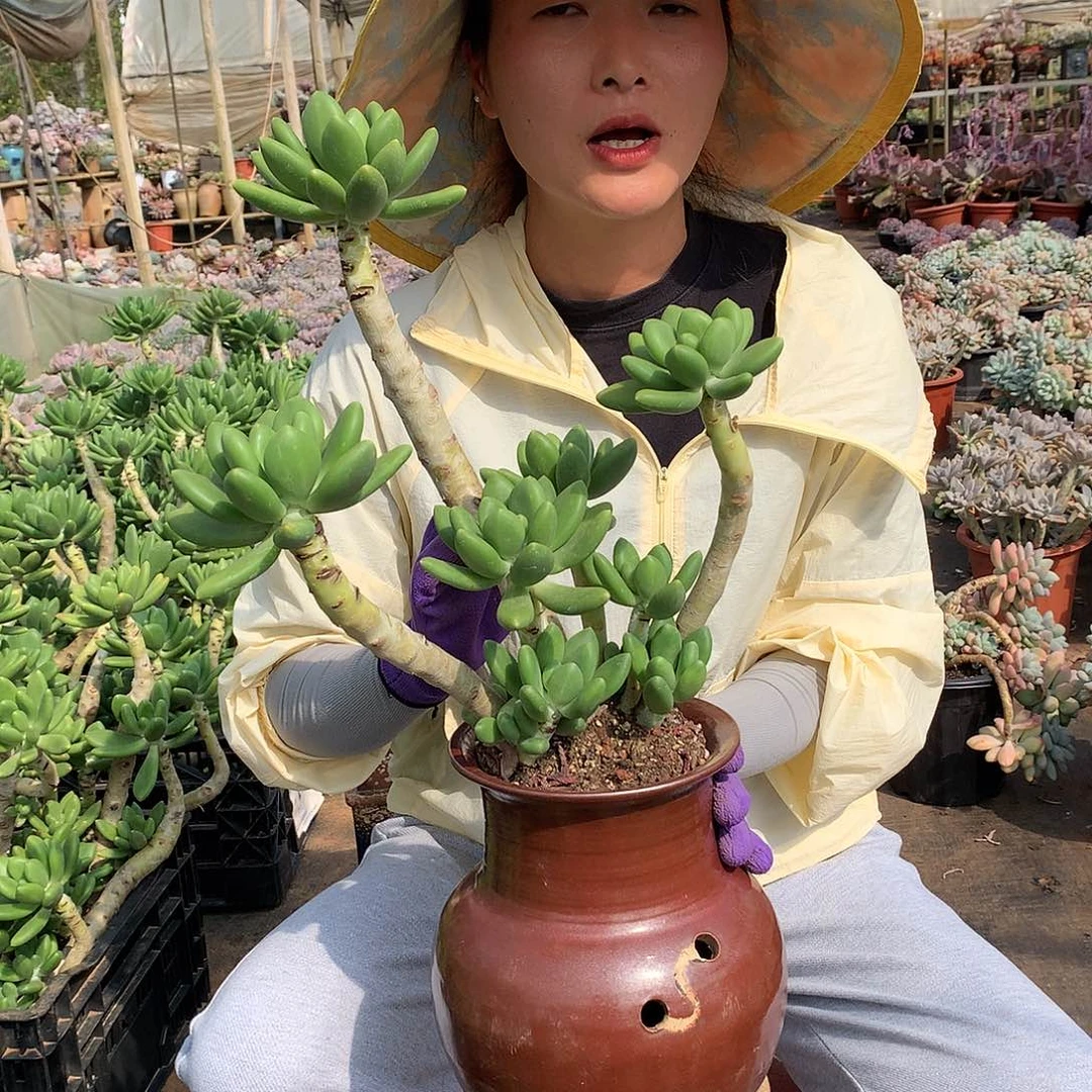 金蝉49 胖哥多肉推荐