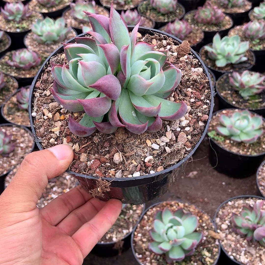 胖哥多肉推荐双头惊鸿仙子9.9