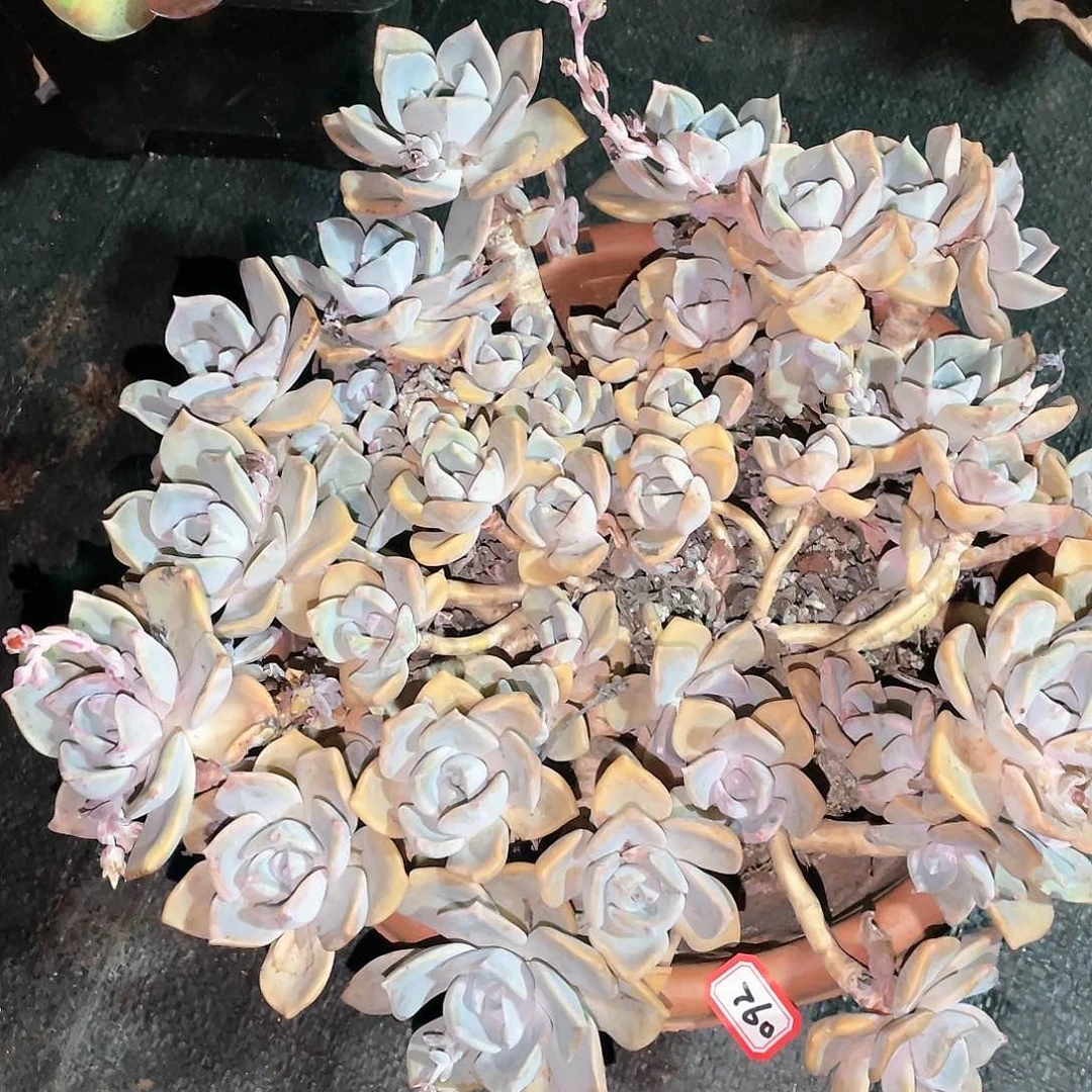 760彩虹糖 一物一拍多肉