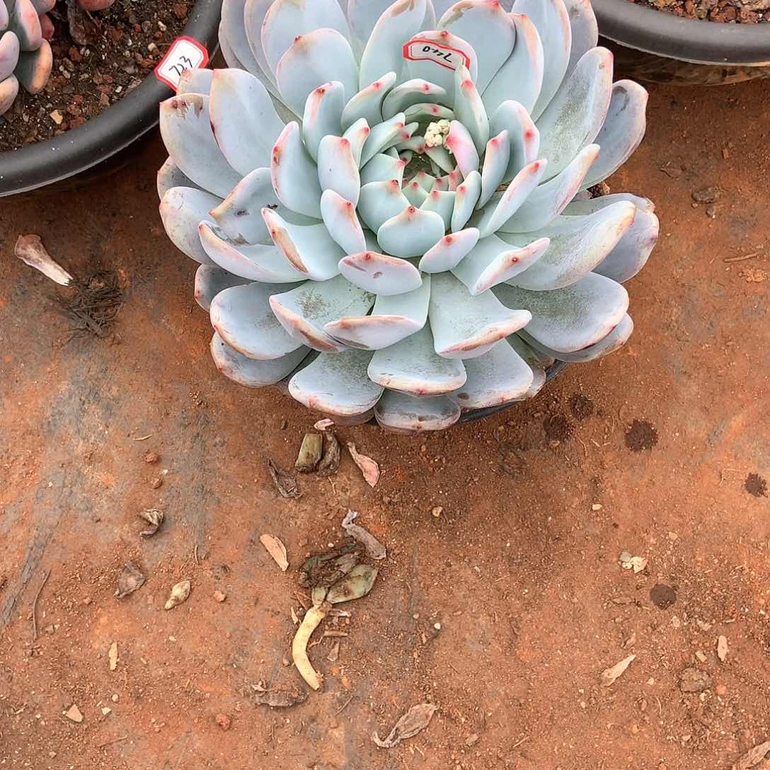 三***四胖哥多肉一物一拍740橙子