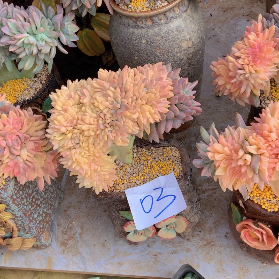 咕*03淡雪锦缀没根238 胖哥多肉推荐