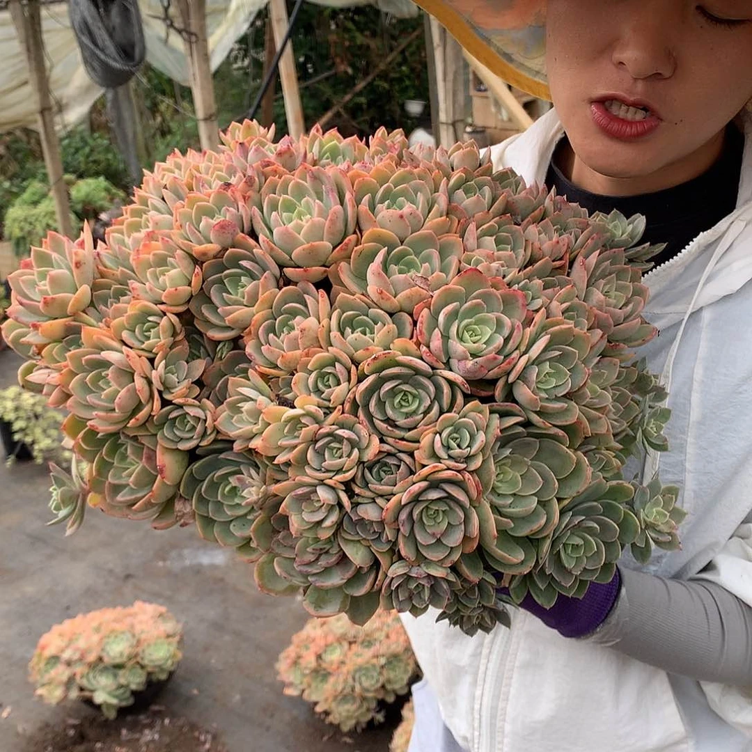 胖哥多肉推荐丝绸22.8外播