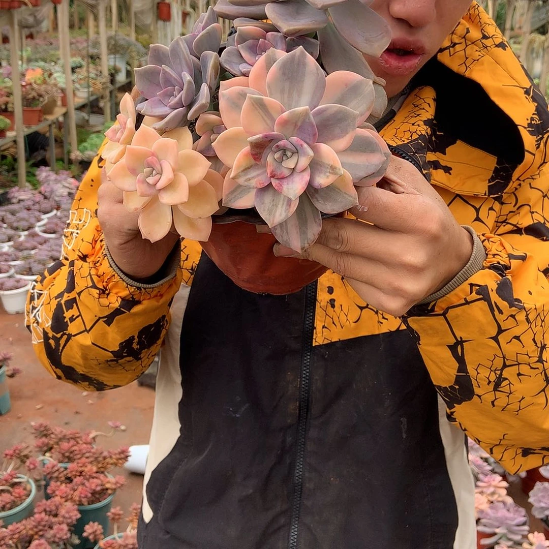 胖哥多肉推荐紫乐锦49