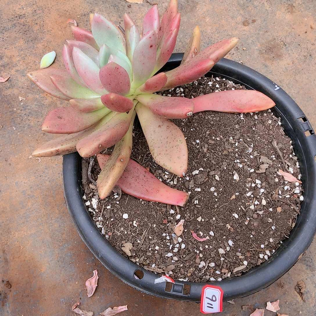 胖哥多肉一物一拍911桃花源