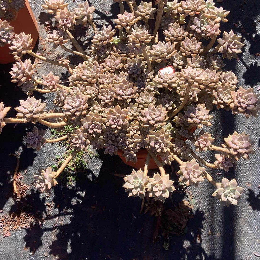 d****d胖哥多肉一物一拍986阿伦配