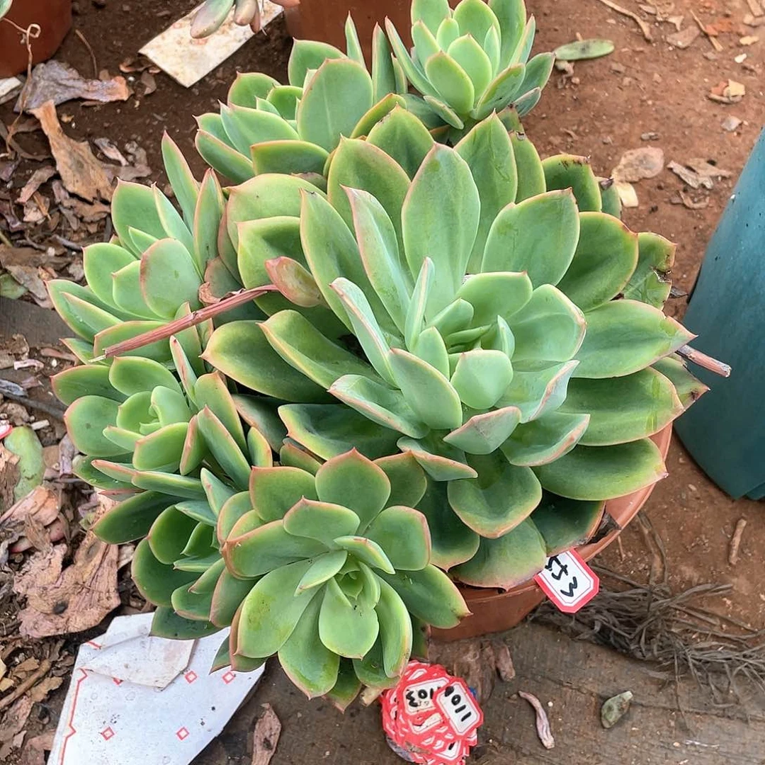 553绮罗 一物一拍多肉