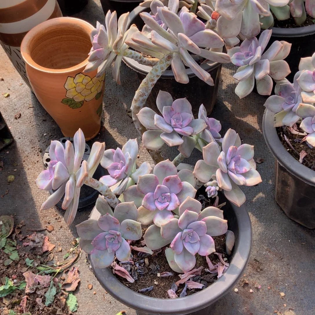 紫乐9.9 胖哥多肉推荐