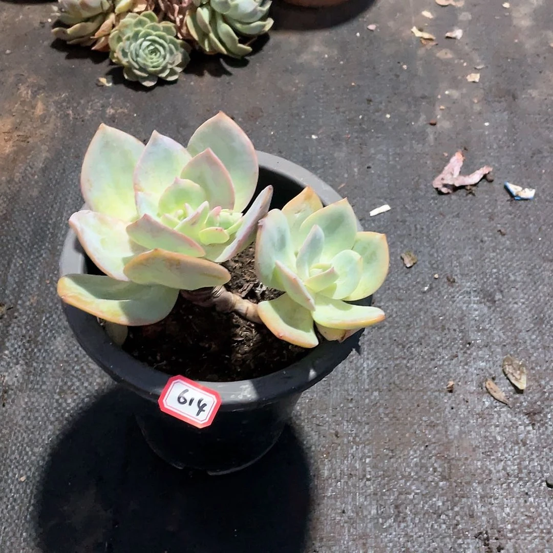 614白凤一物一拍多肉