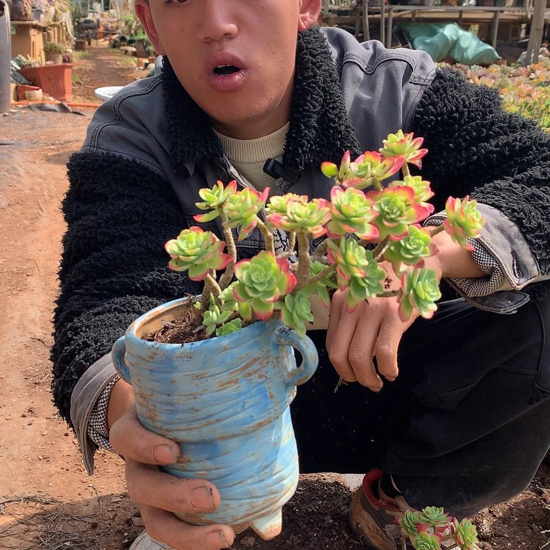 胖哥多肉推荐薄化妆9.9