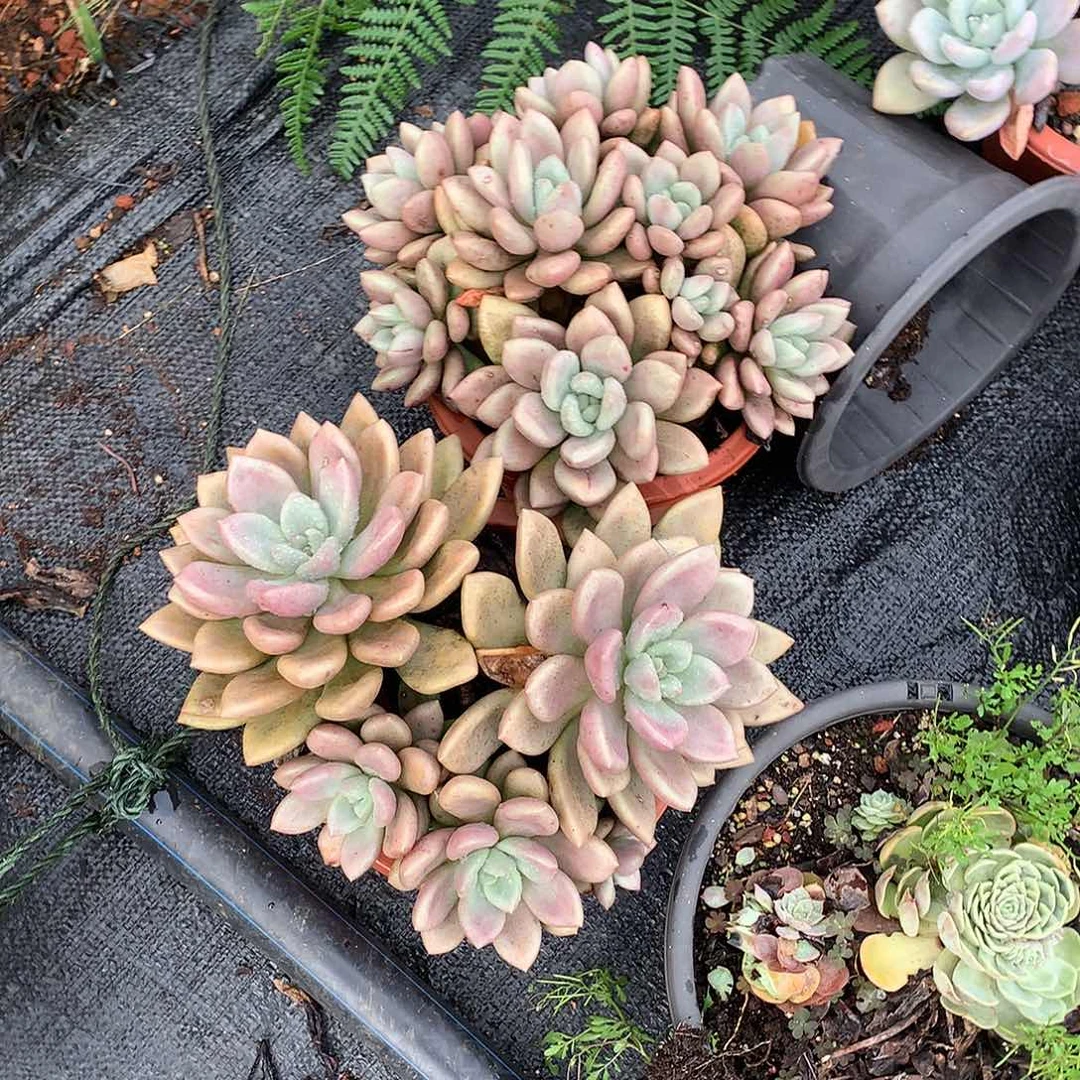 K****u露养区桃花园两颗58米