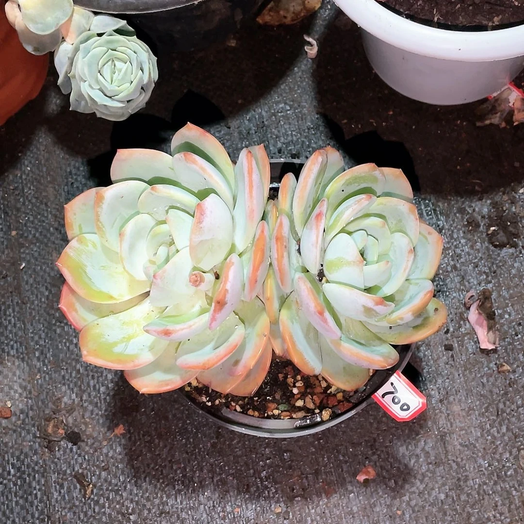 700凤橙一物一拍多肉