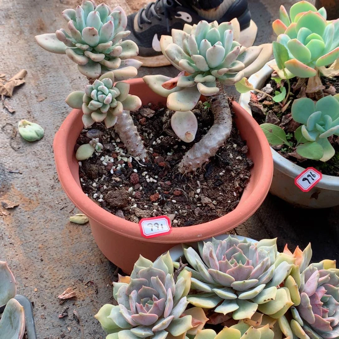 991奥普 一物一拍多肉