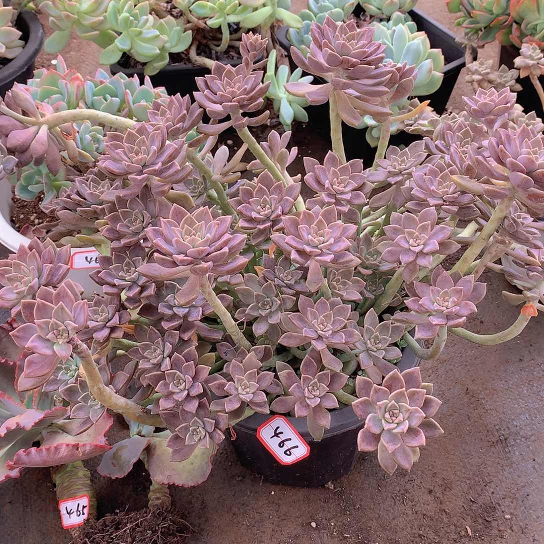 466阿伦培一物一拍多肉