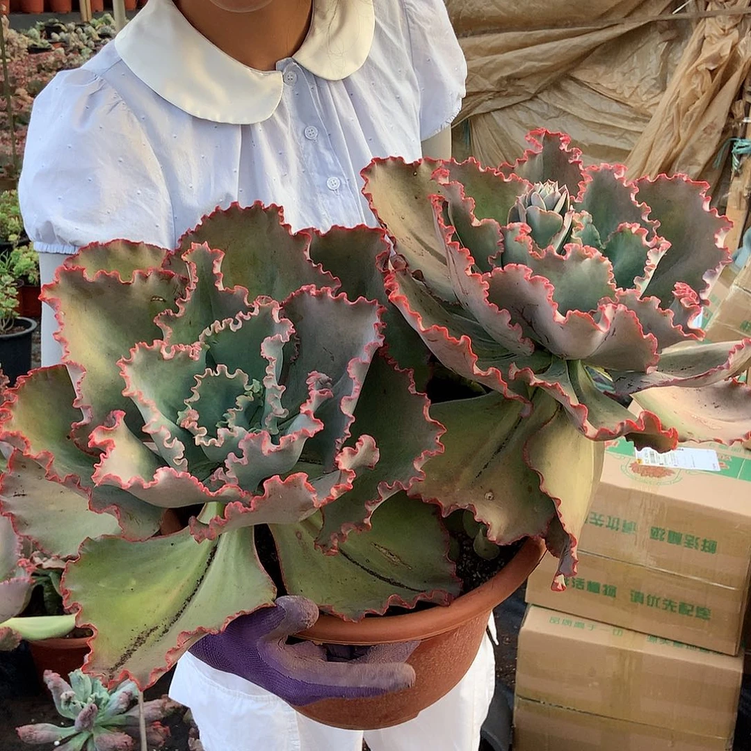 蓝色妖姬大2头起35 胖哥多肉推荐