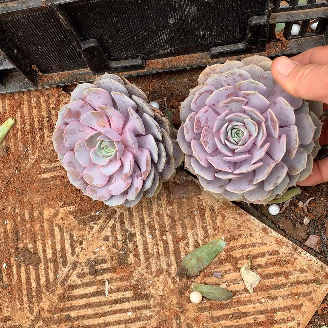 胖哥多肉推荐粉蝶2个9.9