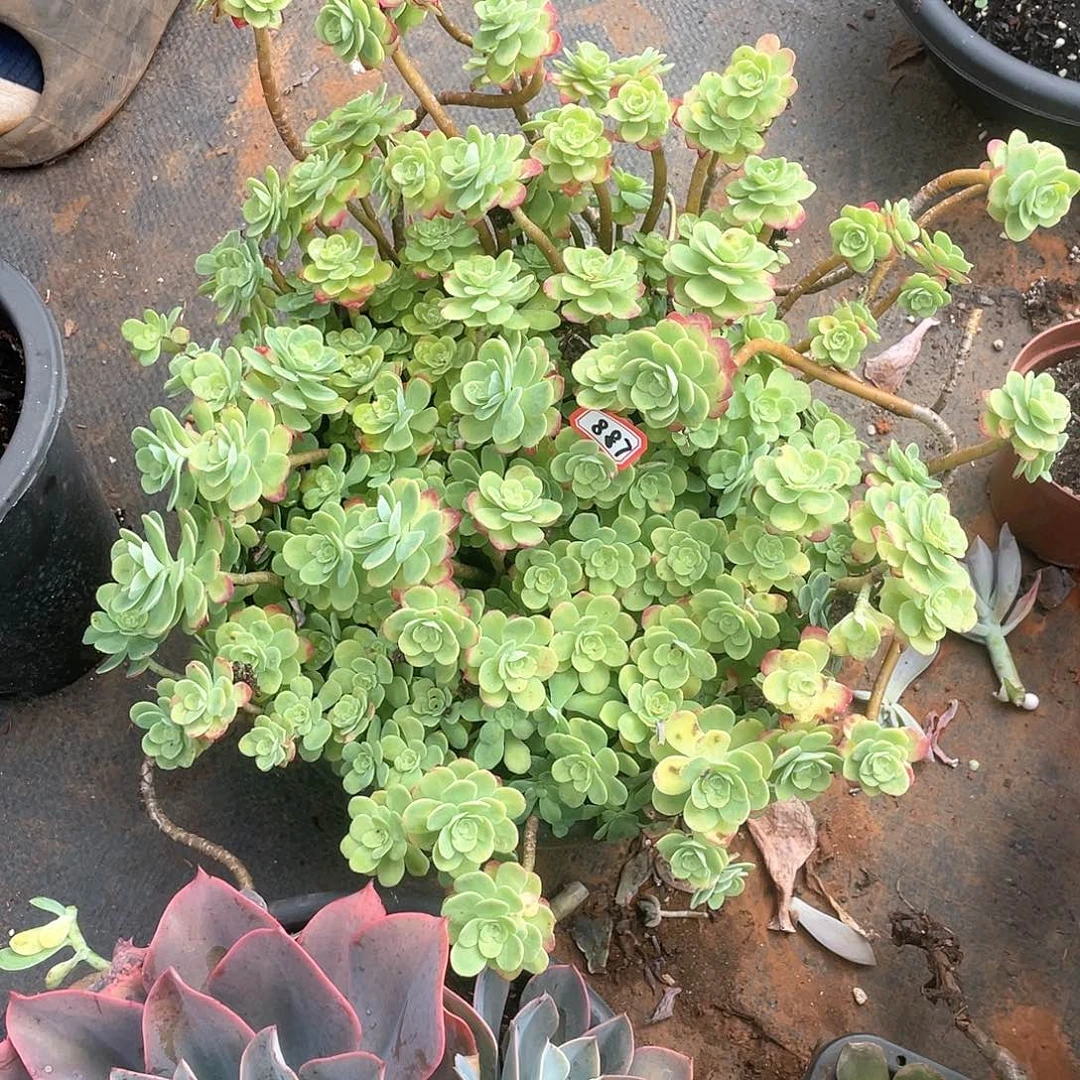 887薄化妆 一物一拍多肉