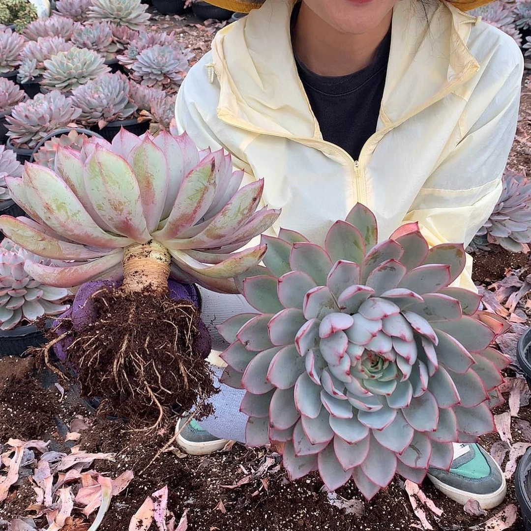 胖哥多肉推荐9:9赫拉大单头