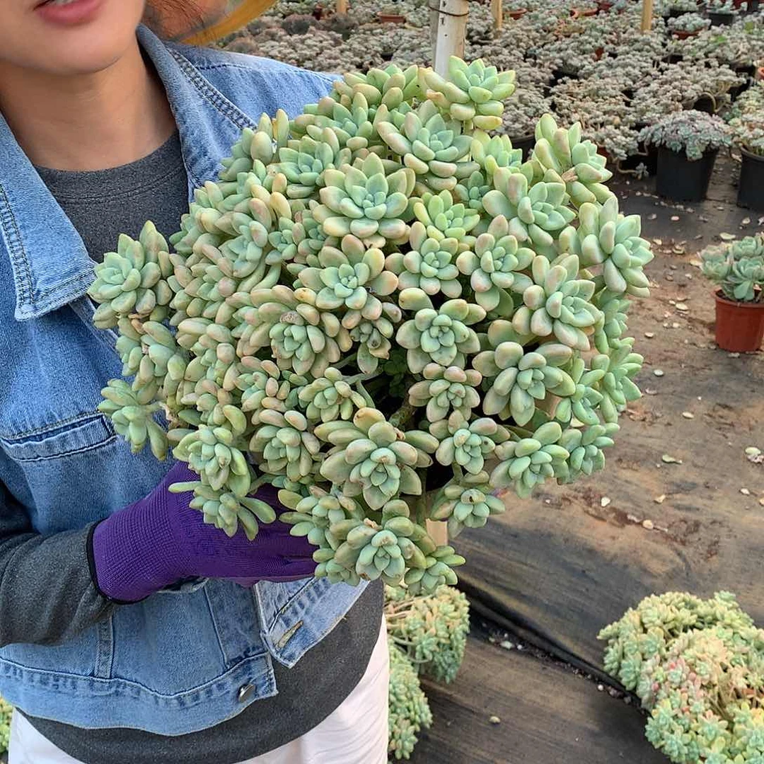 胖哥多肉推荐蛋糕12.8