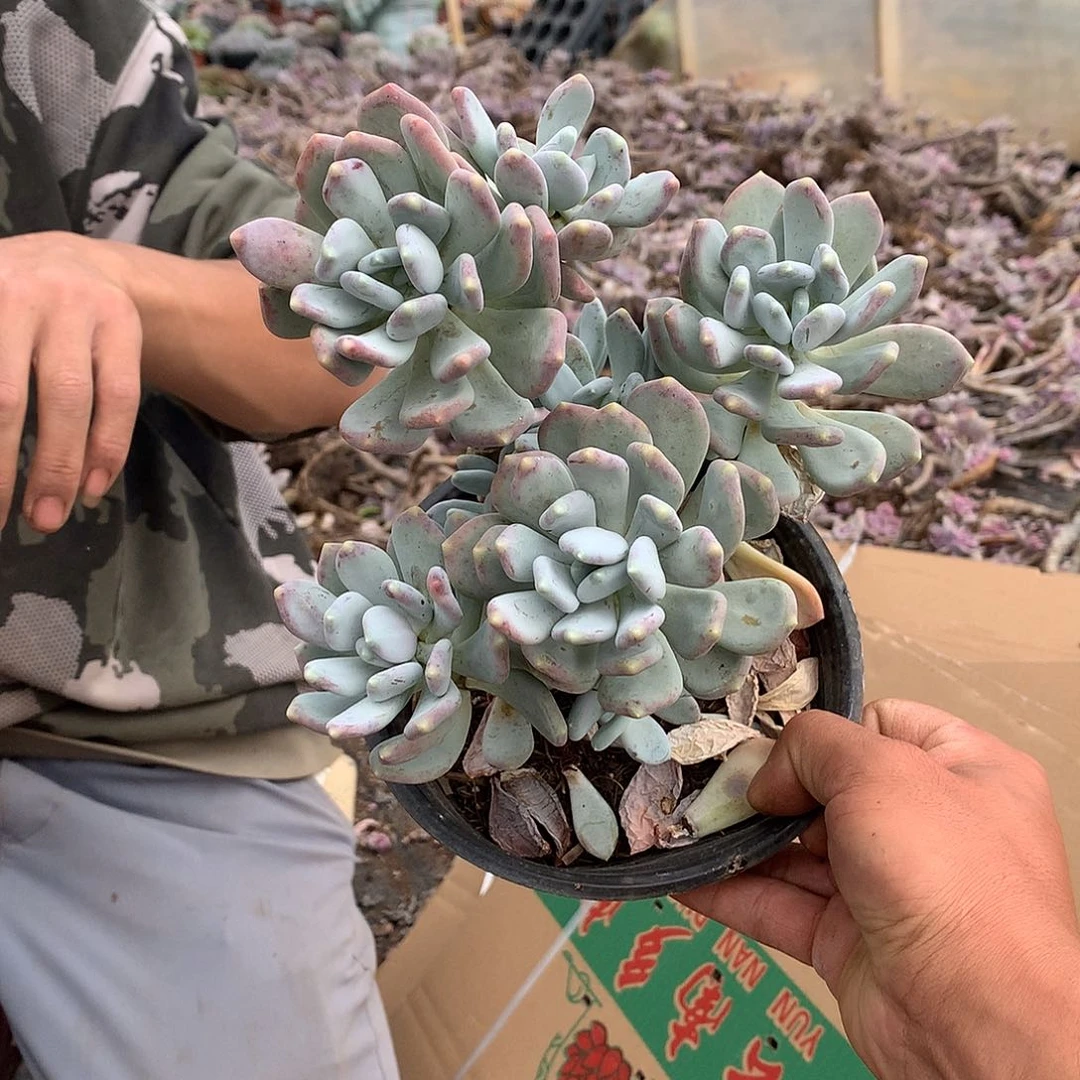 胖哥多肉推荐三日月美人9.9