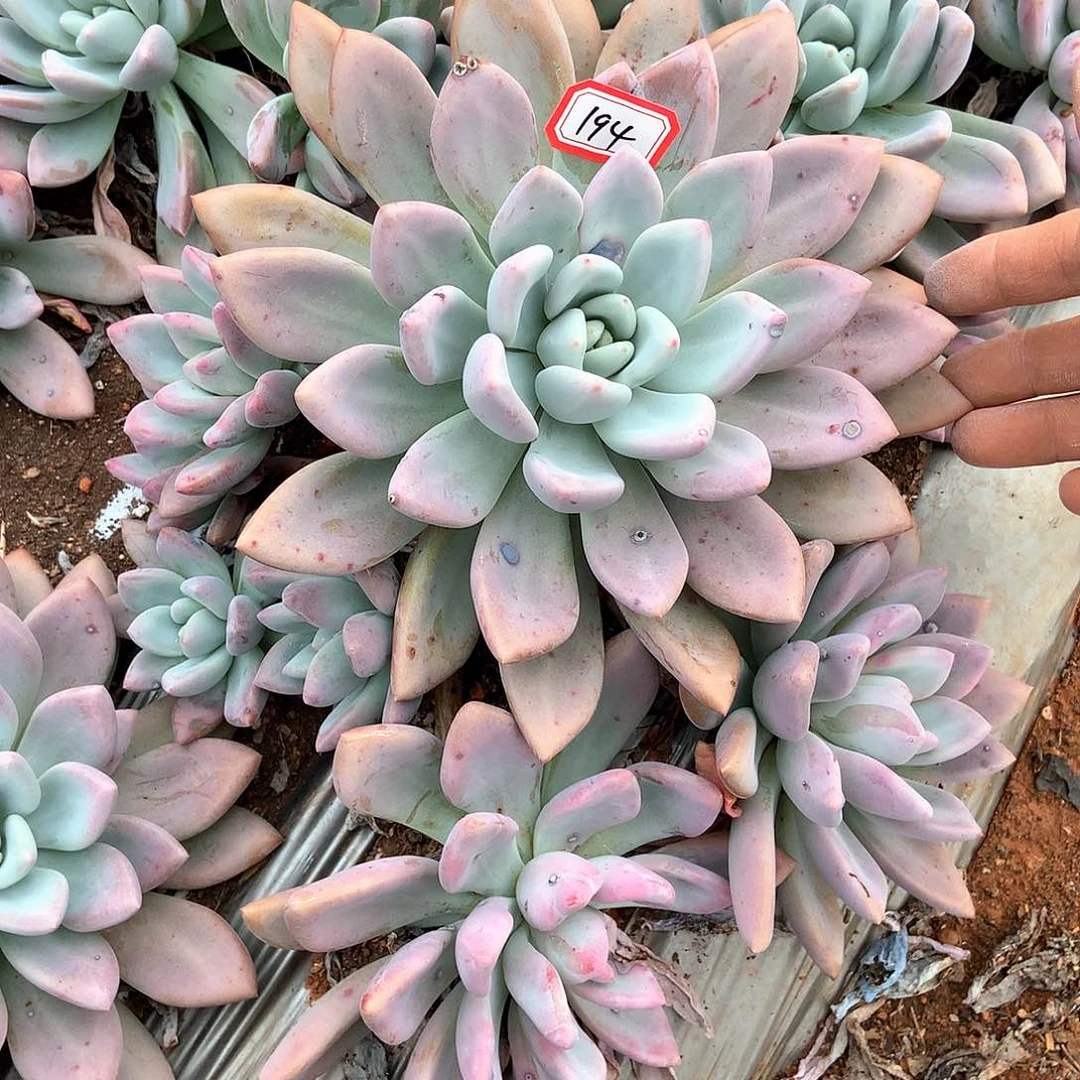 胖哥多肉一物一拍奥普194