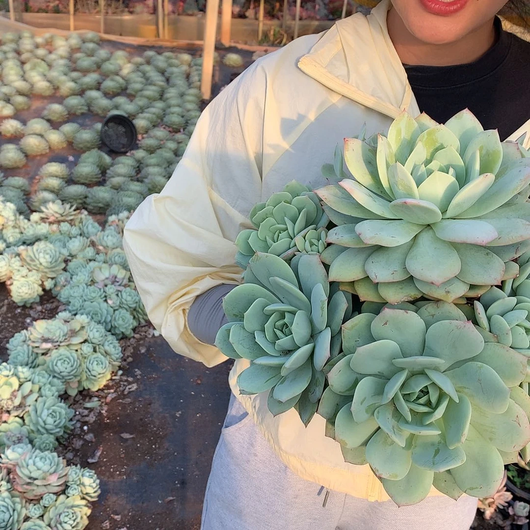 恋曲22.8 胖哥多肉推荐