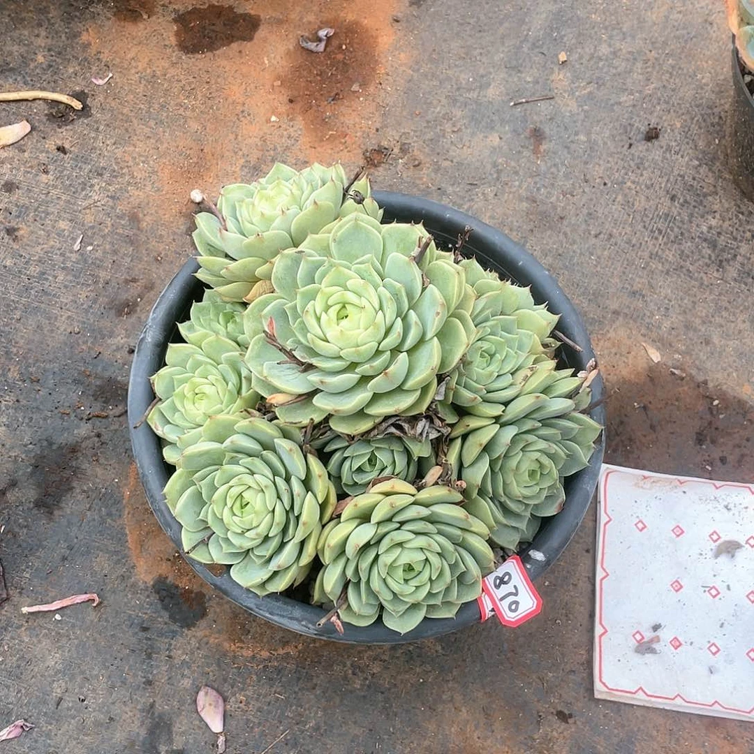 870笨吧 一物一拍多肉