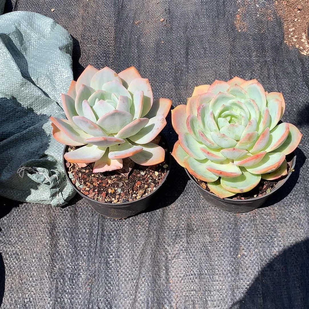 胖哥多肉推荐白凤杂6.8