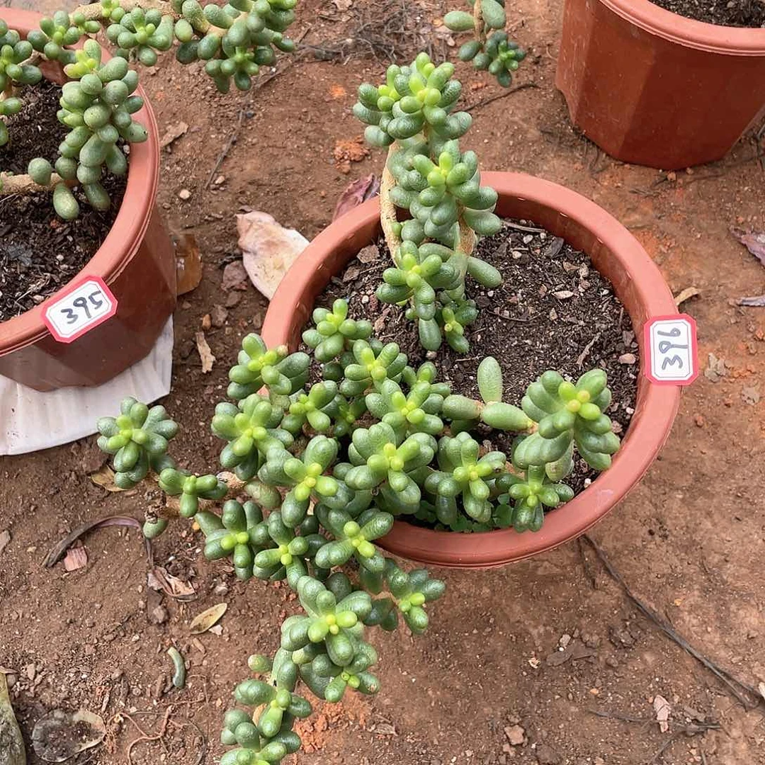 396绿龟一物一拍多肉