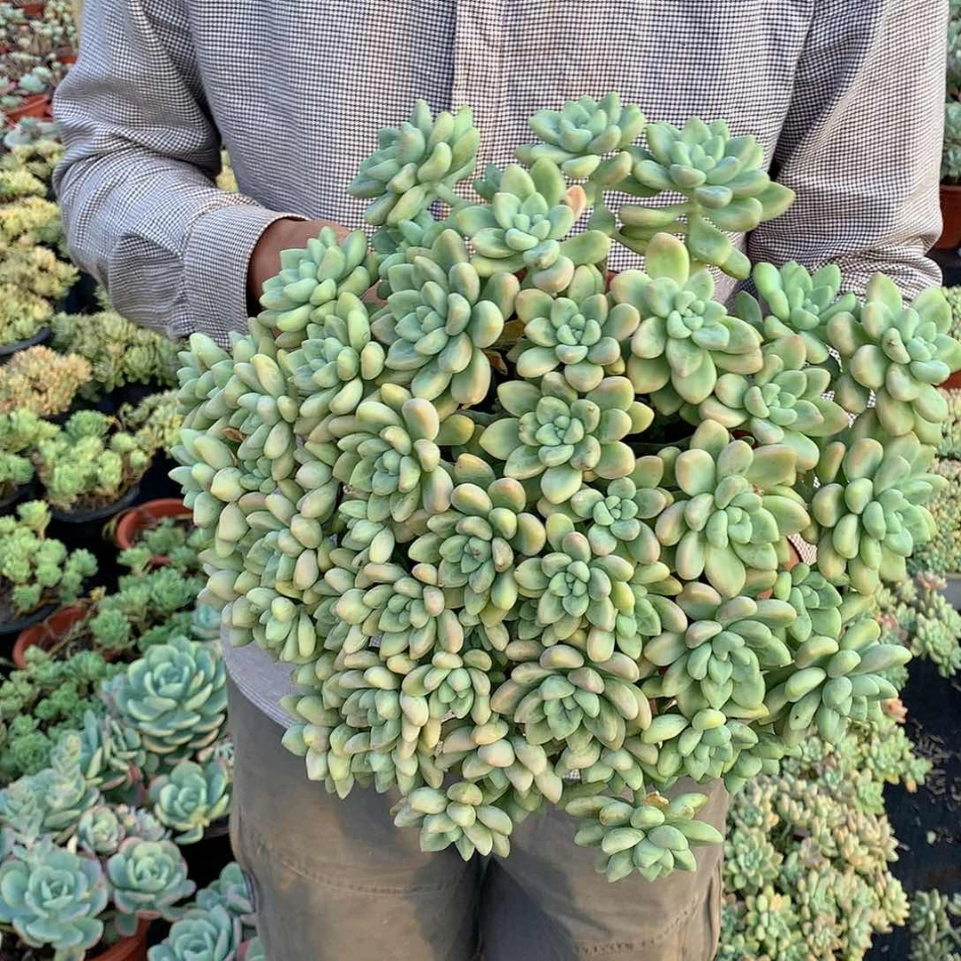 胖哥多肉推荐奶酪蛋糕12.8