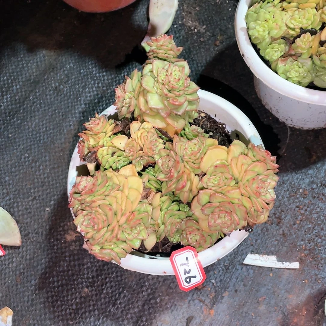 726蜡牡丹 一物一拍多肉