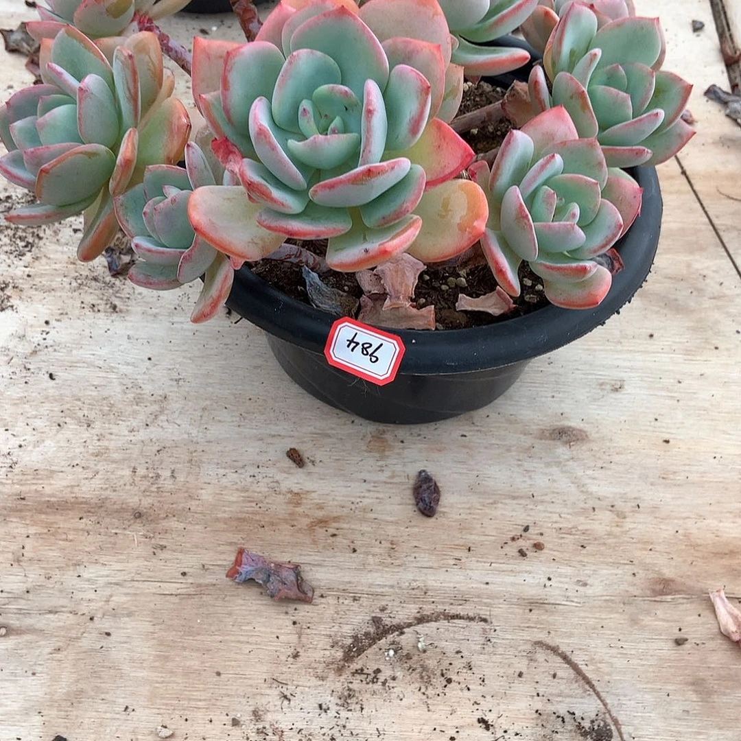 胖哥多肉一物一拍984白月光