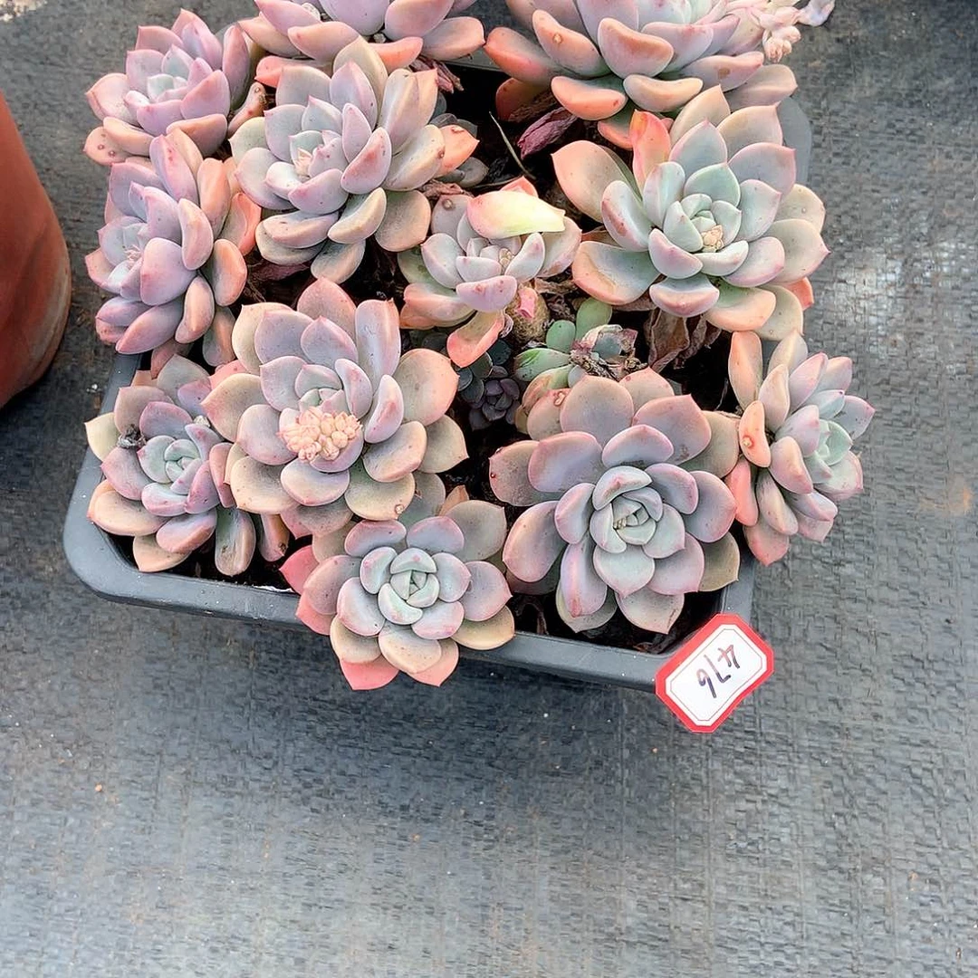 胖哥多肉一物一拍476白鹭