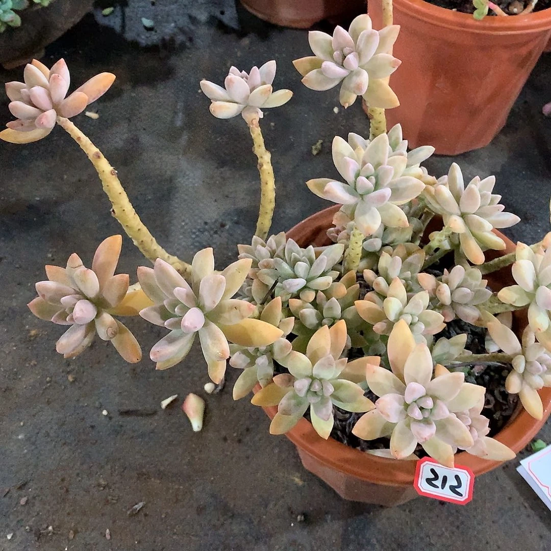 一物一拍多肉 212秋丽