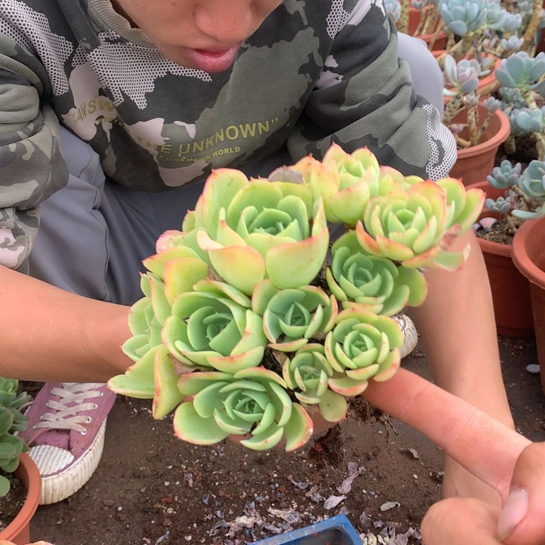 胖哥多肉推荐柠檬玫瑰12.8