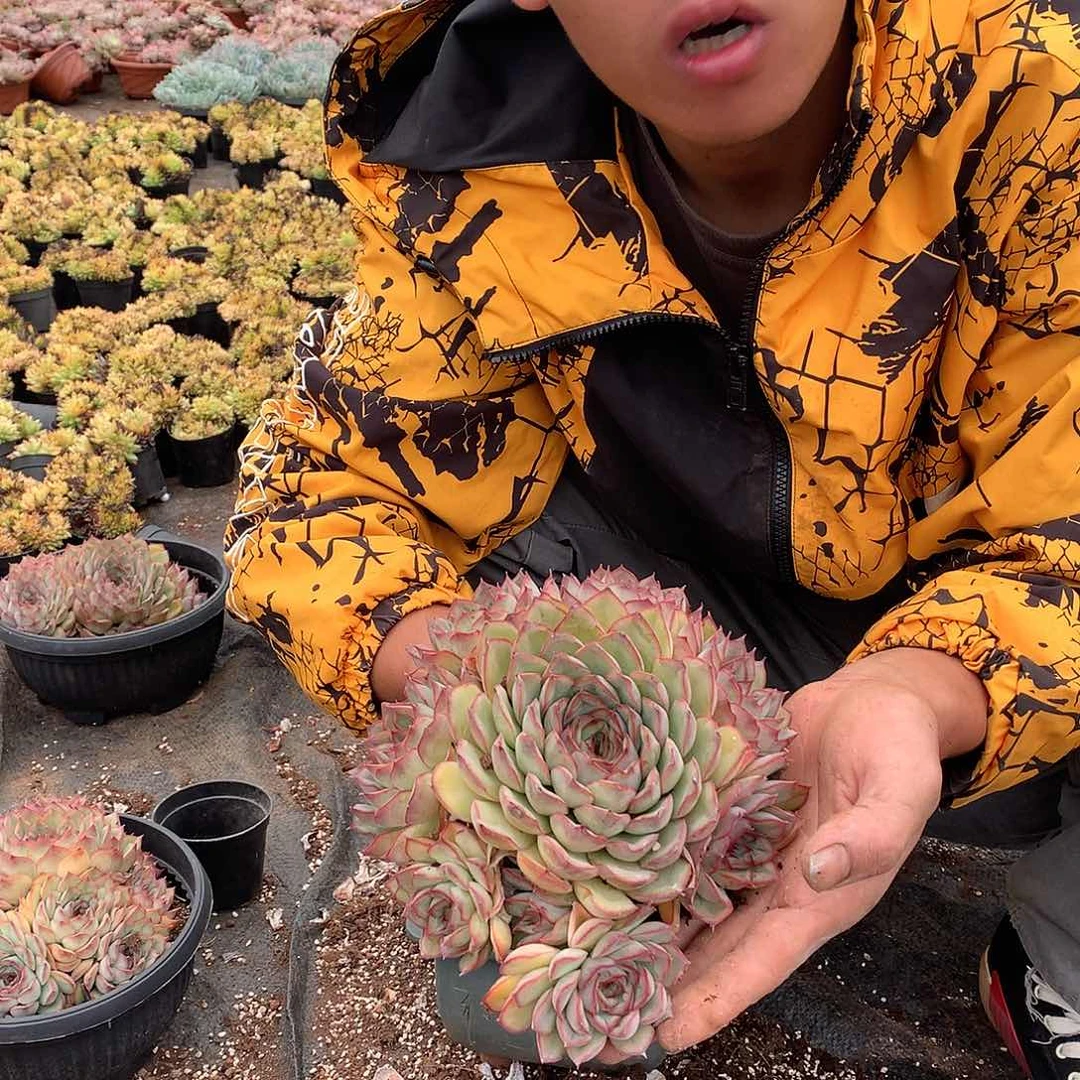 胖哥多肉推荐猎户座19.8