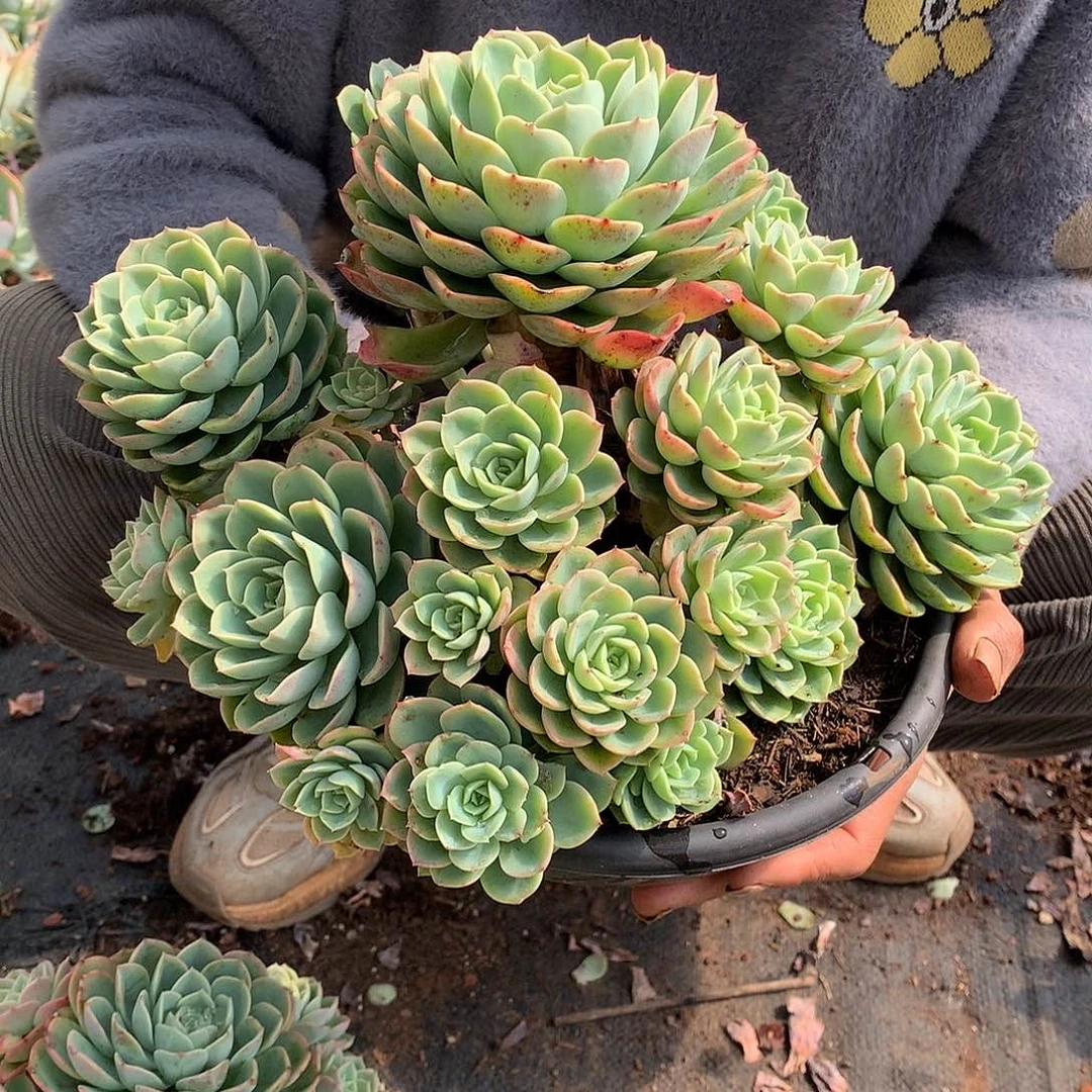 胖哥多肉推荐哈密瓜39