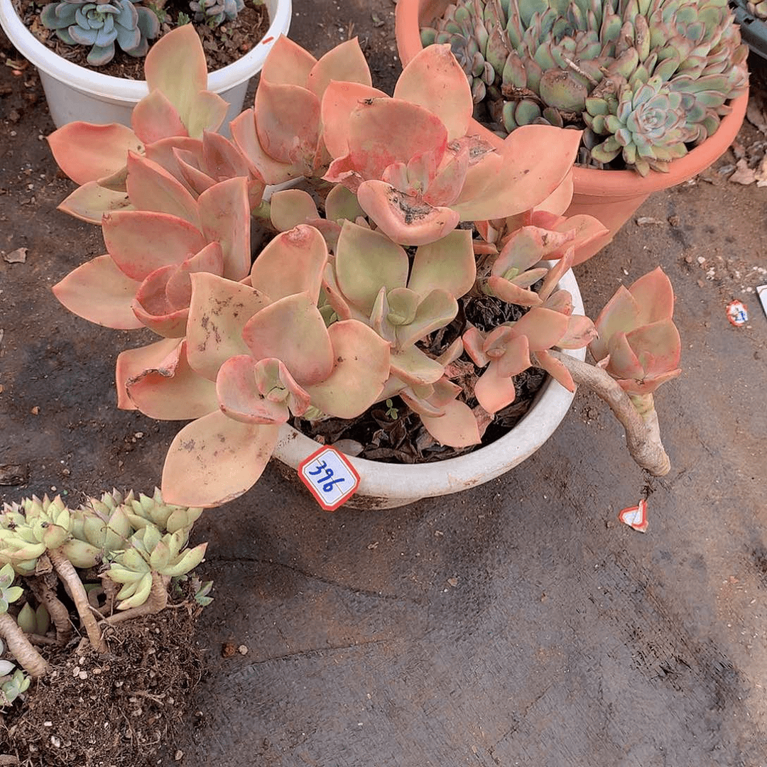 396贺氏一物一拍多肉