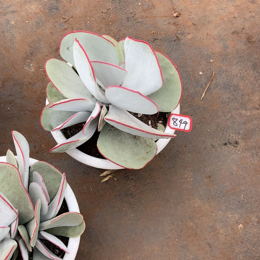 胖哥多肉一物一拍849白眉