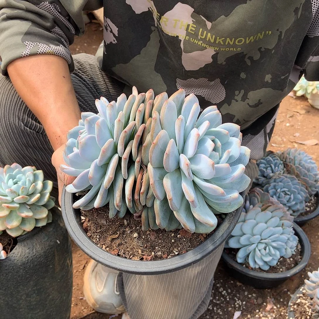 胖哥多肉推荐双头起橙梦露12.8