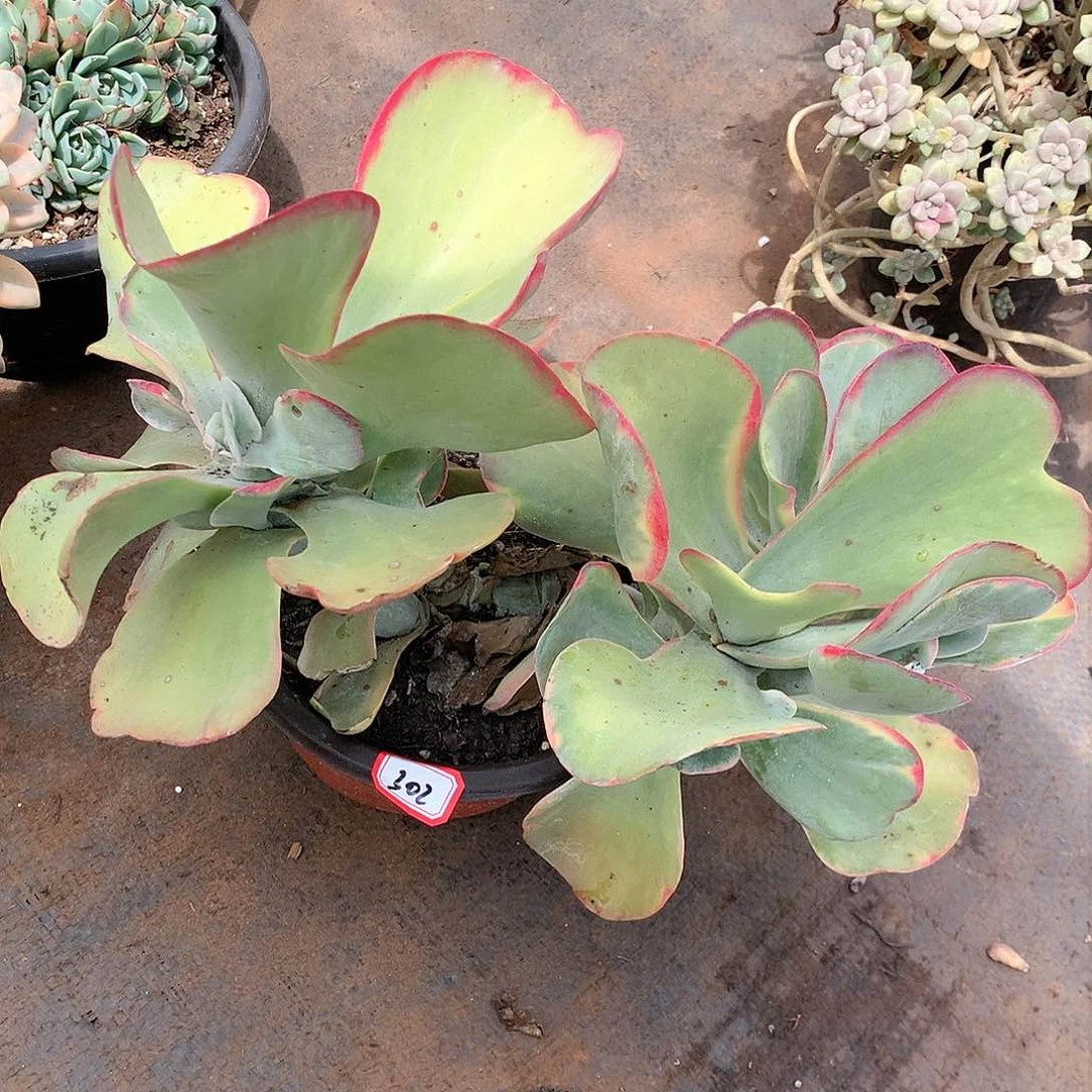 一物一拍多肉 302唐印