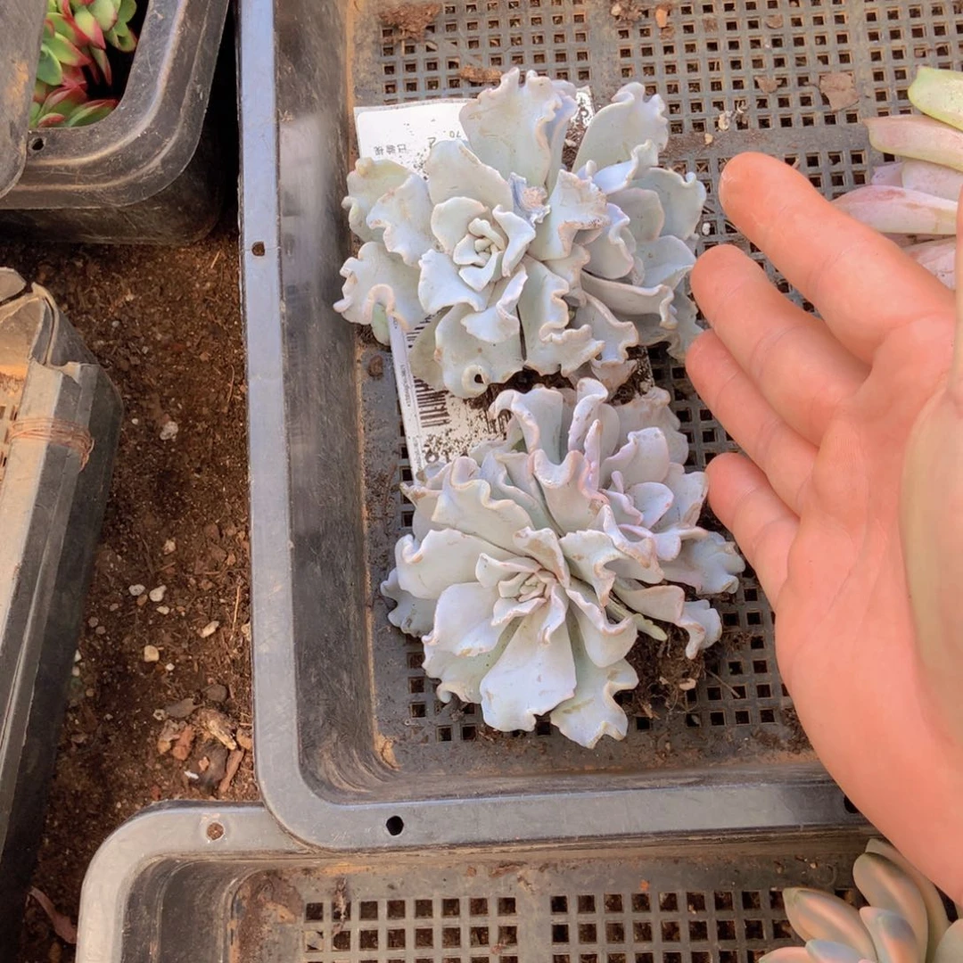 芭蕾舞者2个9.9 胖哥多肉推荐