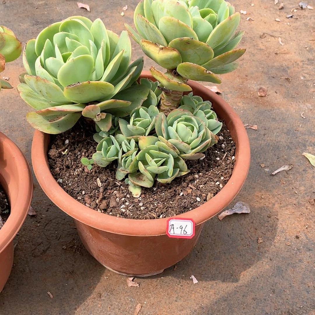 胖哥多肉A-96碧桃