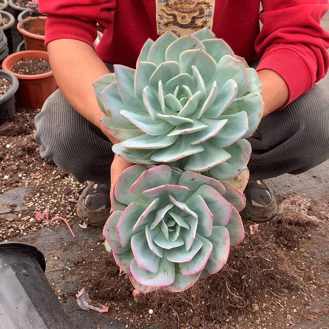 胖哥多肉推荐双头起白凤11.8