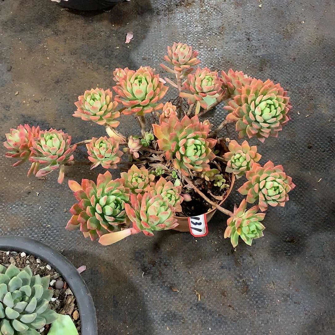 一物一拍多肉 131马库斯