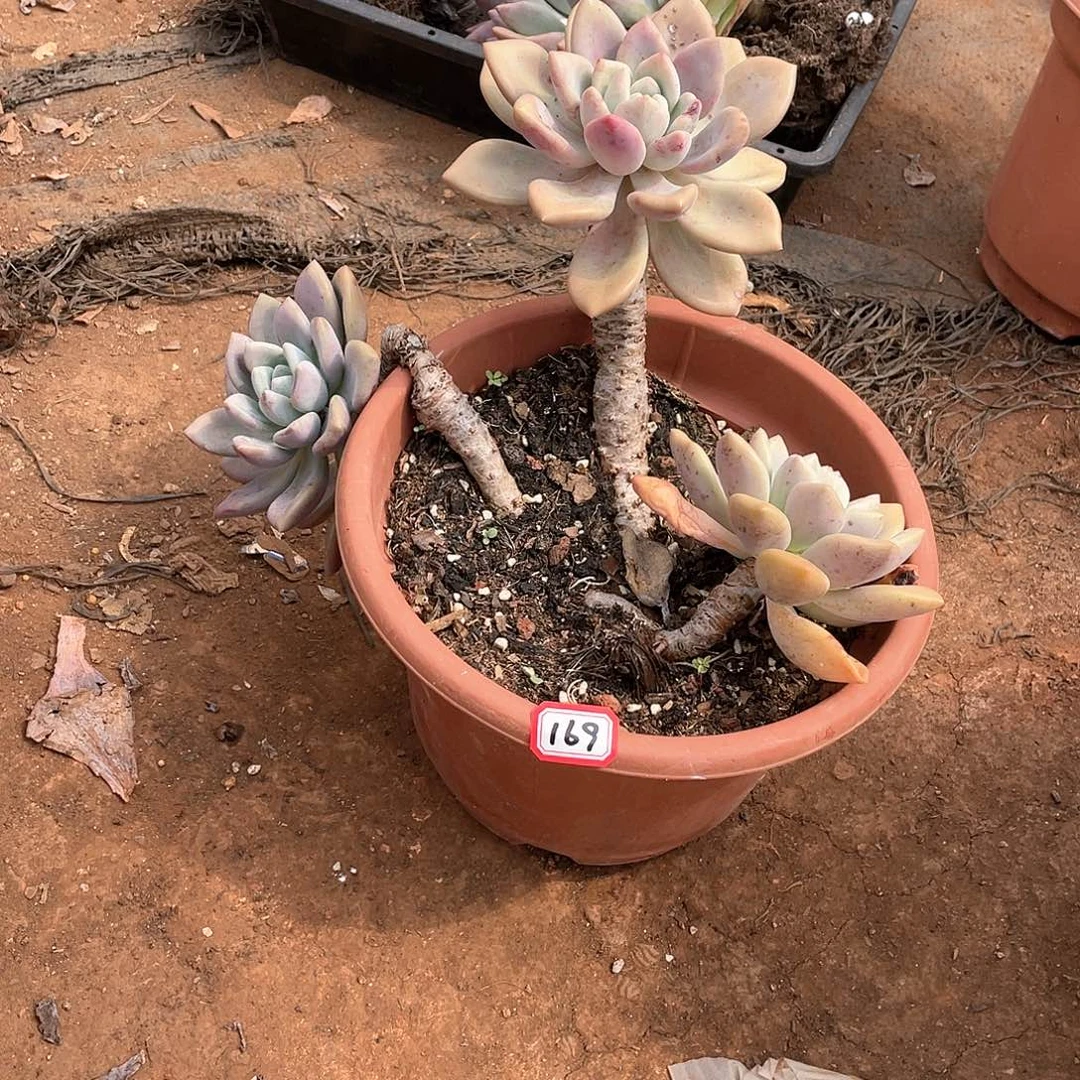 169奥普 一物一拍多肉