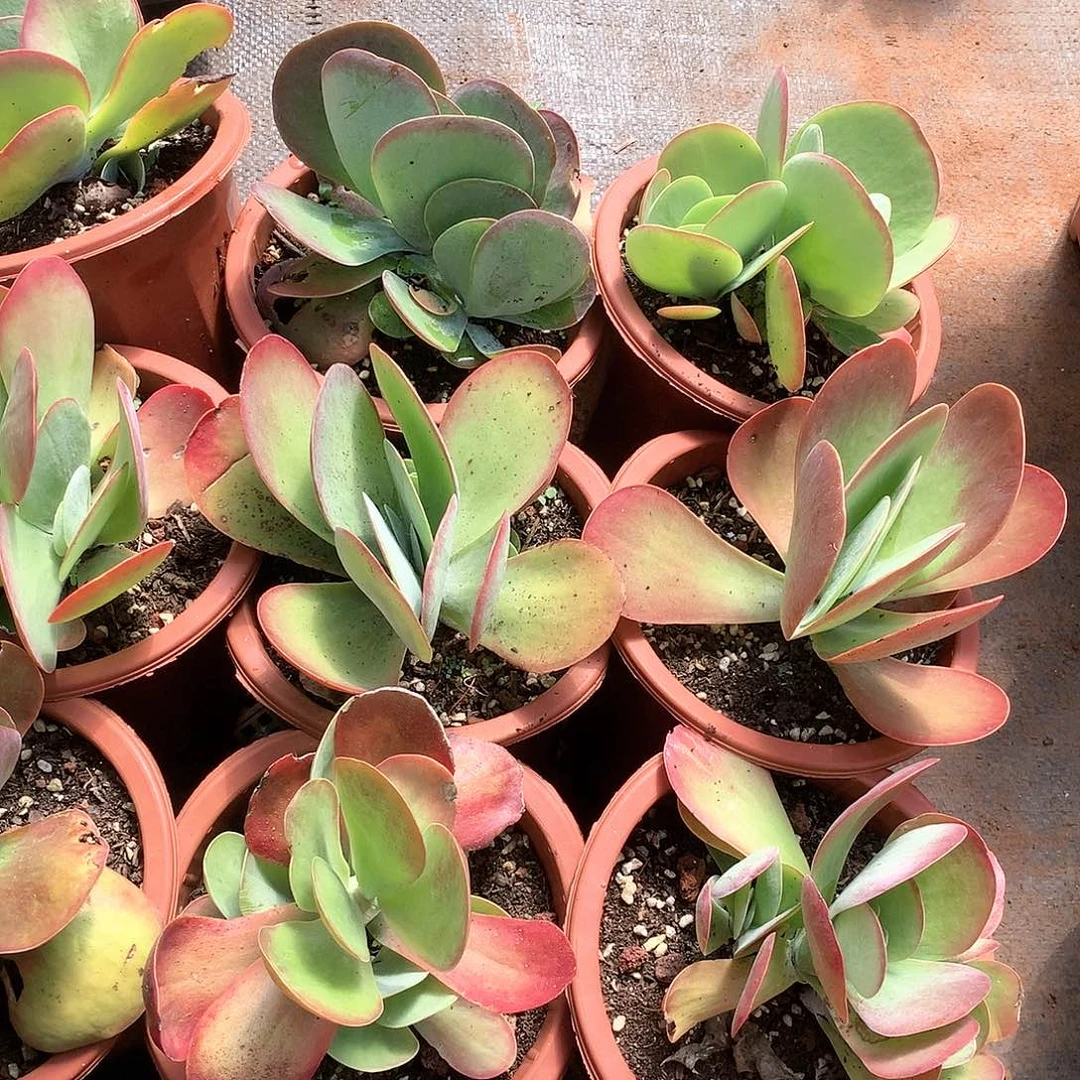 大唐印5米 一颗。1088规格发货