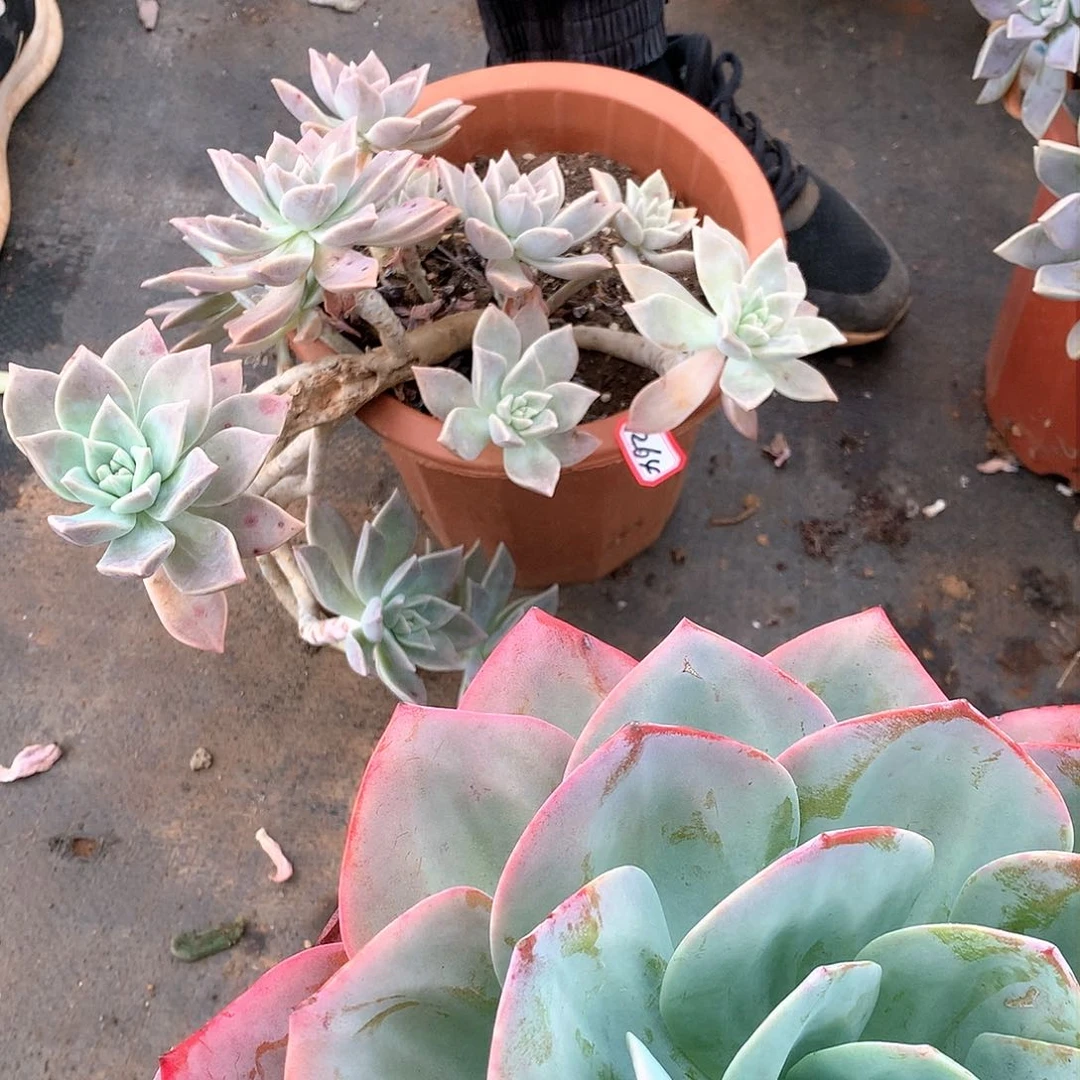 一物一拍多肉 264血色黄昏