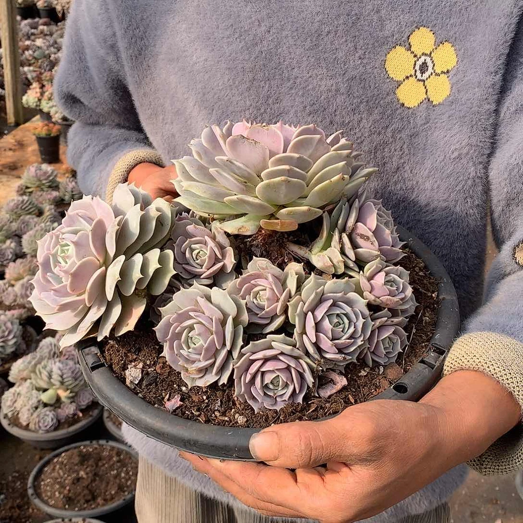 胖哥多肉推荐露娜莲39