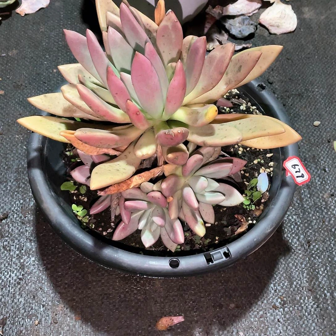 679桃花源一物一拍多肉